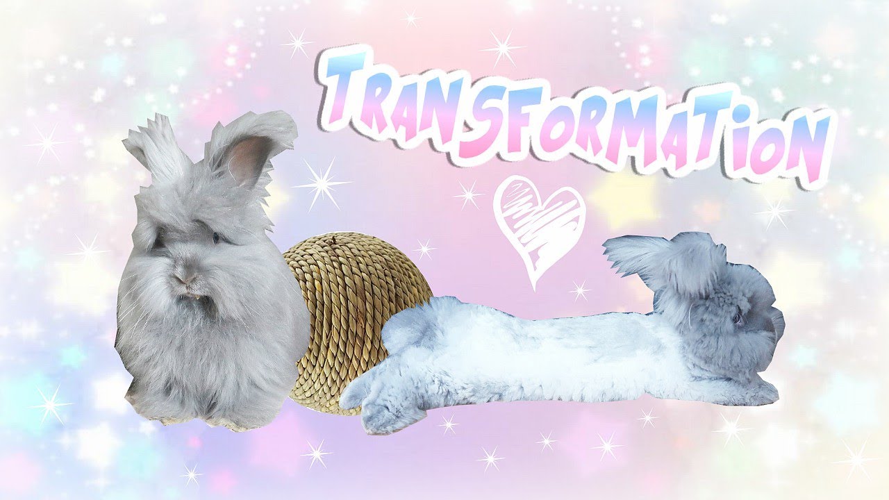 PERLITA TOUTE TRANSFORMEE 🐰 (Lapin Angora Anglais)