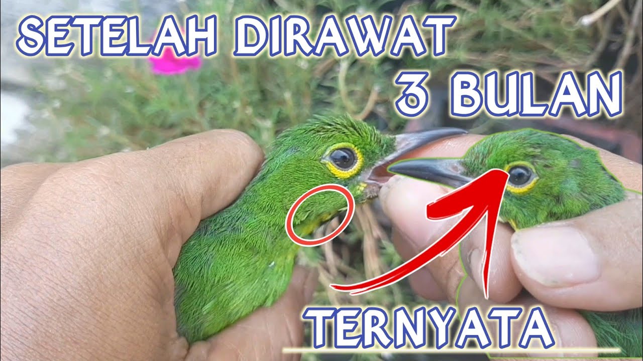 UPDATE CUCAK IJO KUNINGAN SETELAH DIRAWAT 3 BULAN || Ciri-ciri Pasti Cucak Ijo Muda Jantan