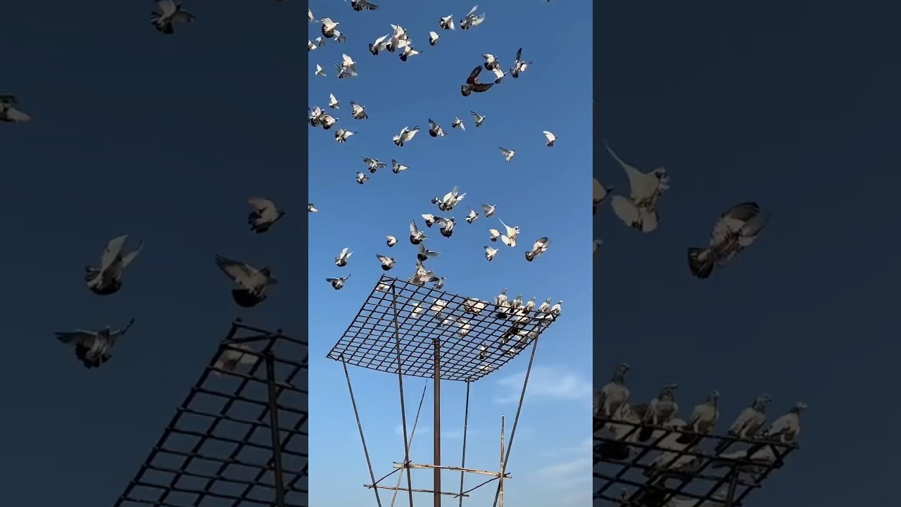 Udan Wale Kabutar  India 🇮🇳 | #pigeon #mhvidios