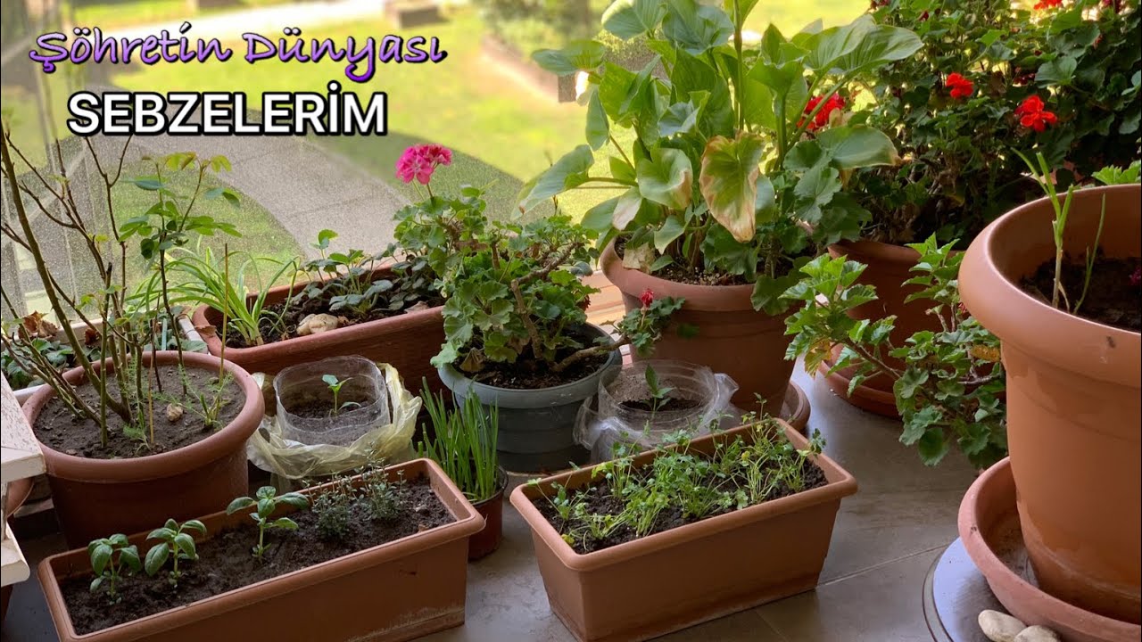 HANGİ SEBZELERİ YETİŞTİRİYORUM? ARTIK PARA VERMİYORUM BALKONUMDA GROWING VEGETABLES ON THE BALCONY