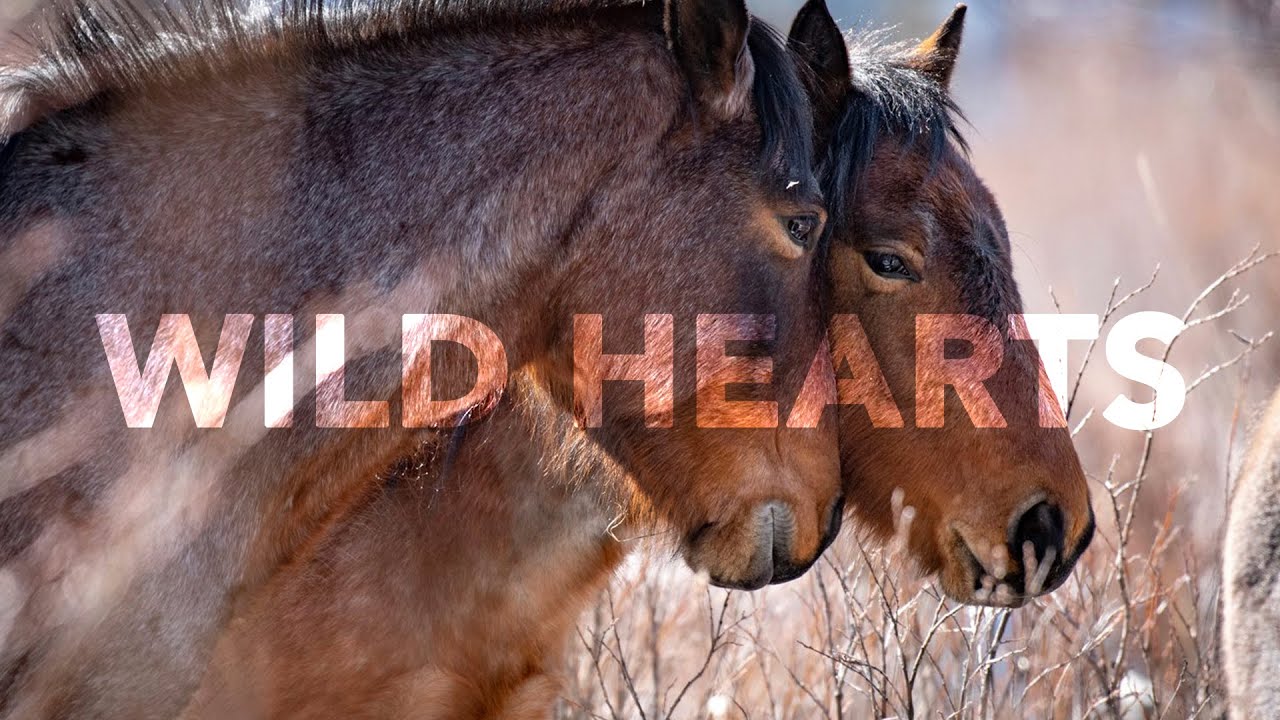 DOCUMENTARY :: WILD HEARTS - Wild Horses In Alberta are in danger