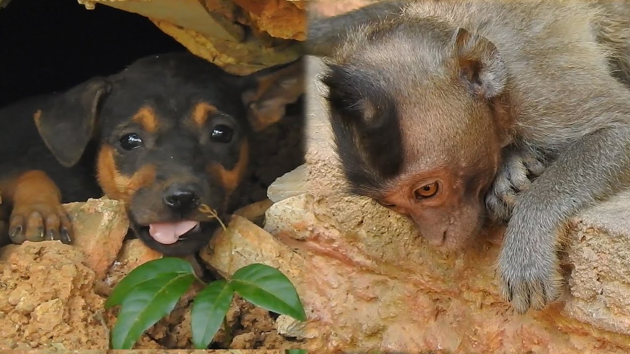 Adorable baby Dodo interested Poor baby dogs, Dodo is looking dogs by lovely, monkeys love dogs