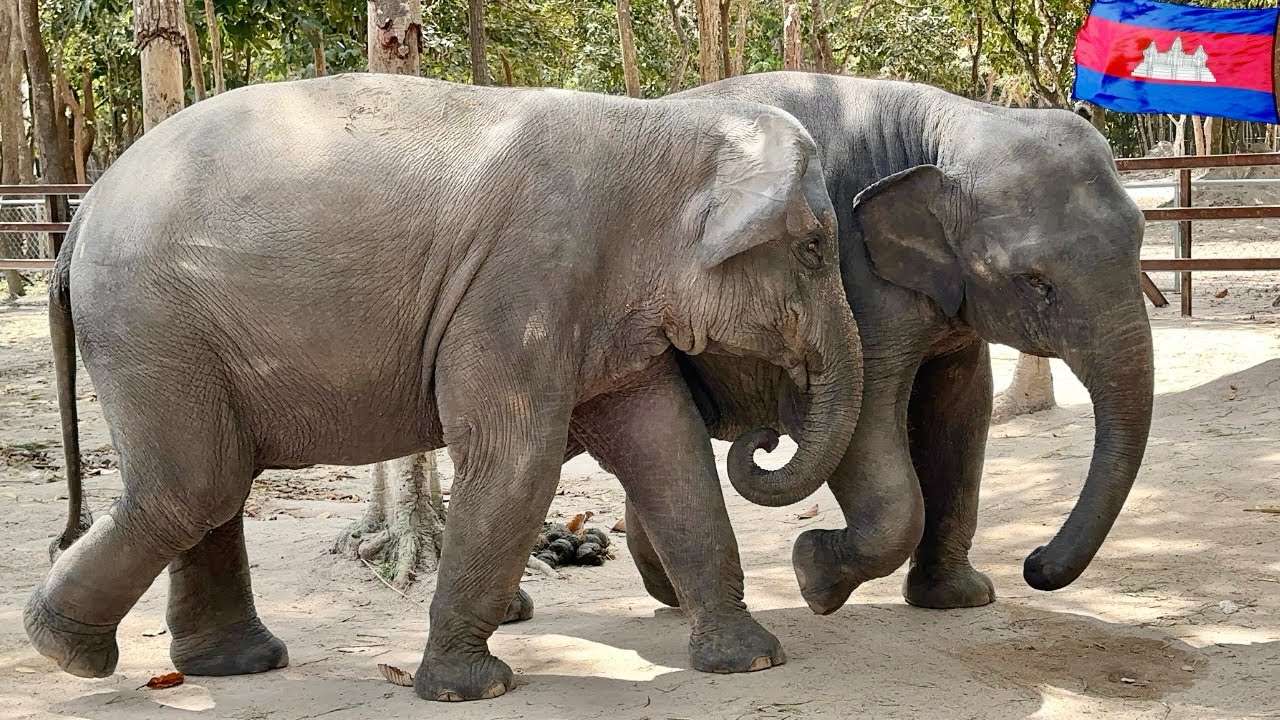 Baby Elephants Champa & Rumduol Playing and Competing for Food | Phnom Tamao Zoo Cambodia