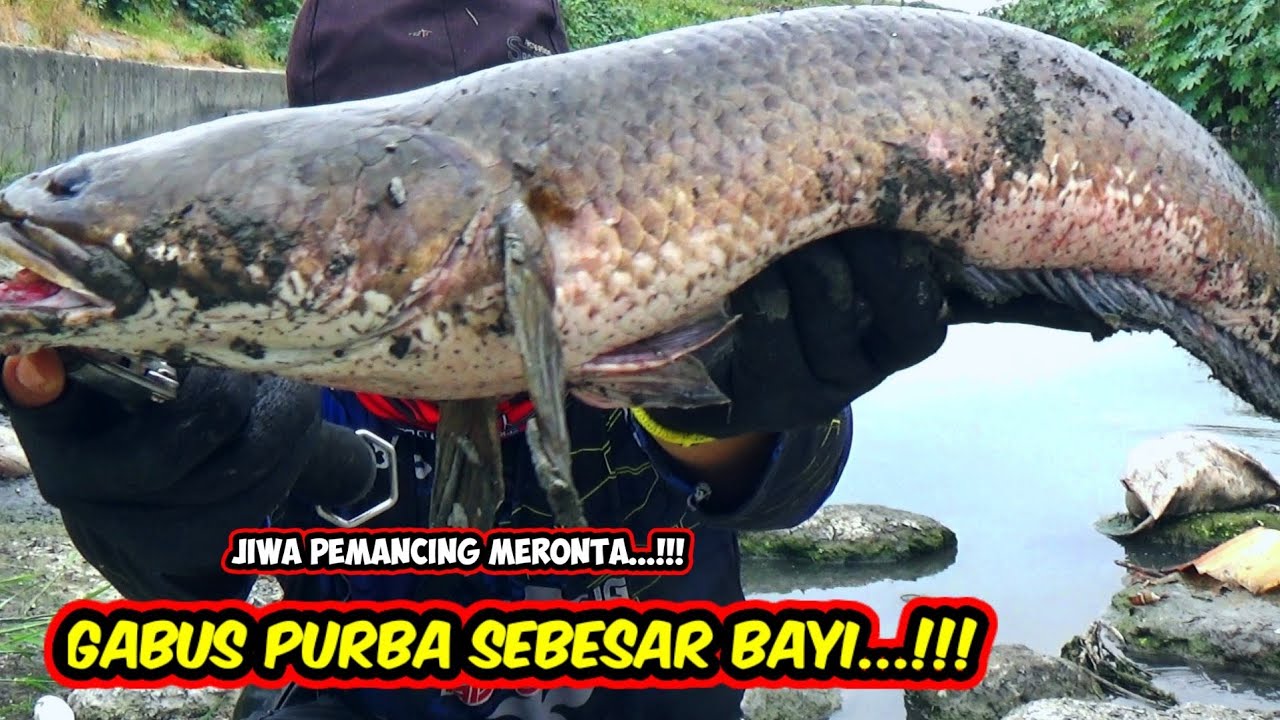 SUPER BESAR..!!!GAK SIA-SIA PERJUANGAN PENYELAMATAN IKAN GABUS MONSTER SAAT MANCING DI SUNGAI KERING