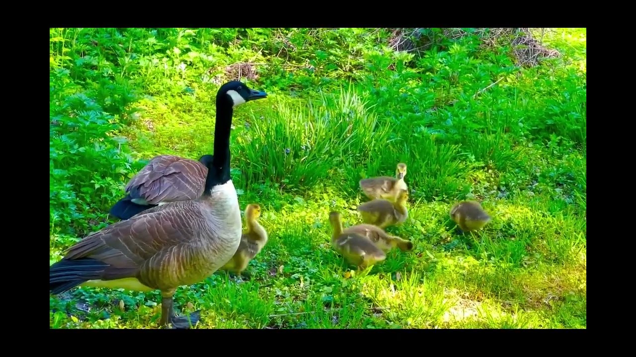 Embracing Adversity Journey - Whimsical Tales Under the Moonlight - The Duck Family