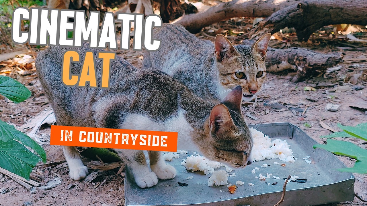 Cinematic cat in countryside