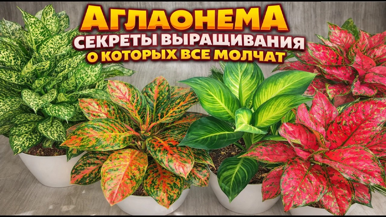 СЕКРЕТ ухода за АГЛАОНЕМОЙ о котором молчат! Жалею, что раньше об этом не знала!