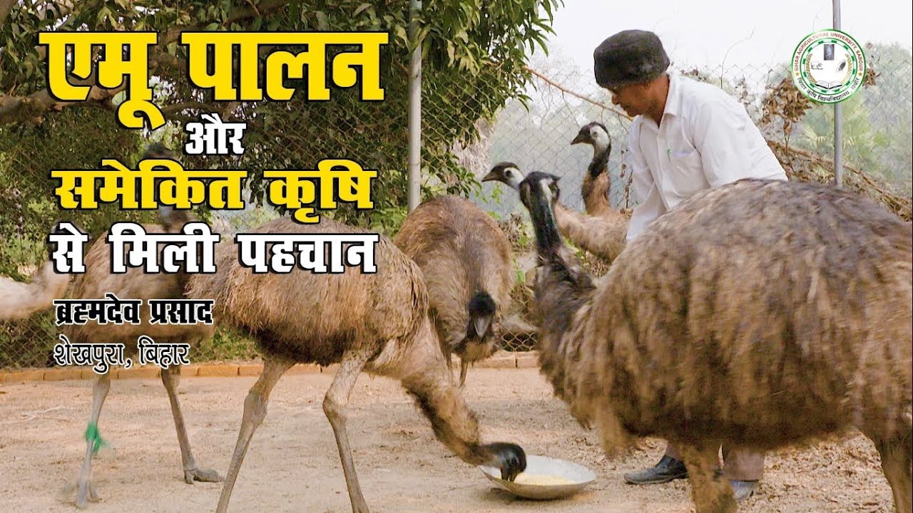 एमू पालन और समेकित कृषि प्रणाली से मिली पहचान : ब्रम्हदेव प्रसाद, शेखपुरा (बिहार)