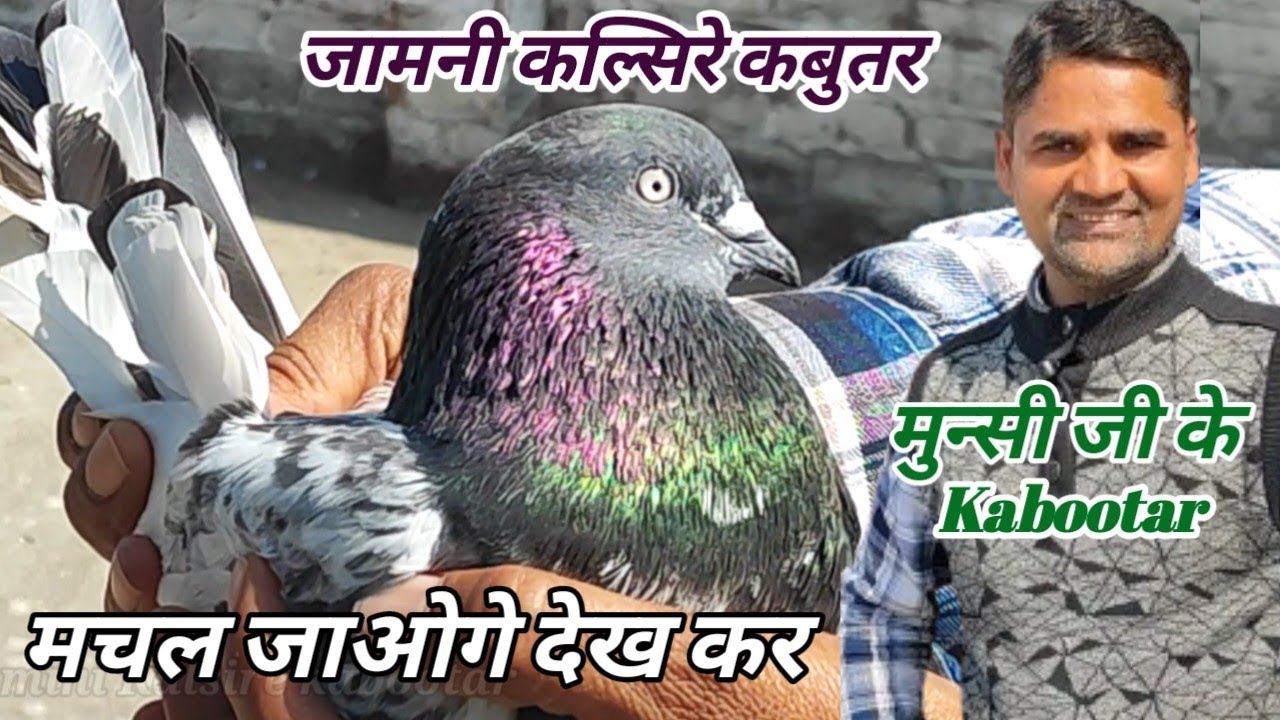 Jamini Kalsire Kabootar ! Top High Flying Pigeons ! Arshad Idrisi Pigeon Lover