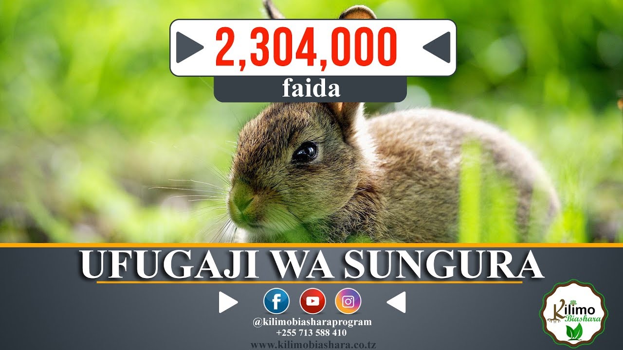 UFUGAJI WA SUNGURA