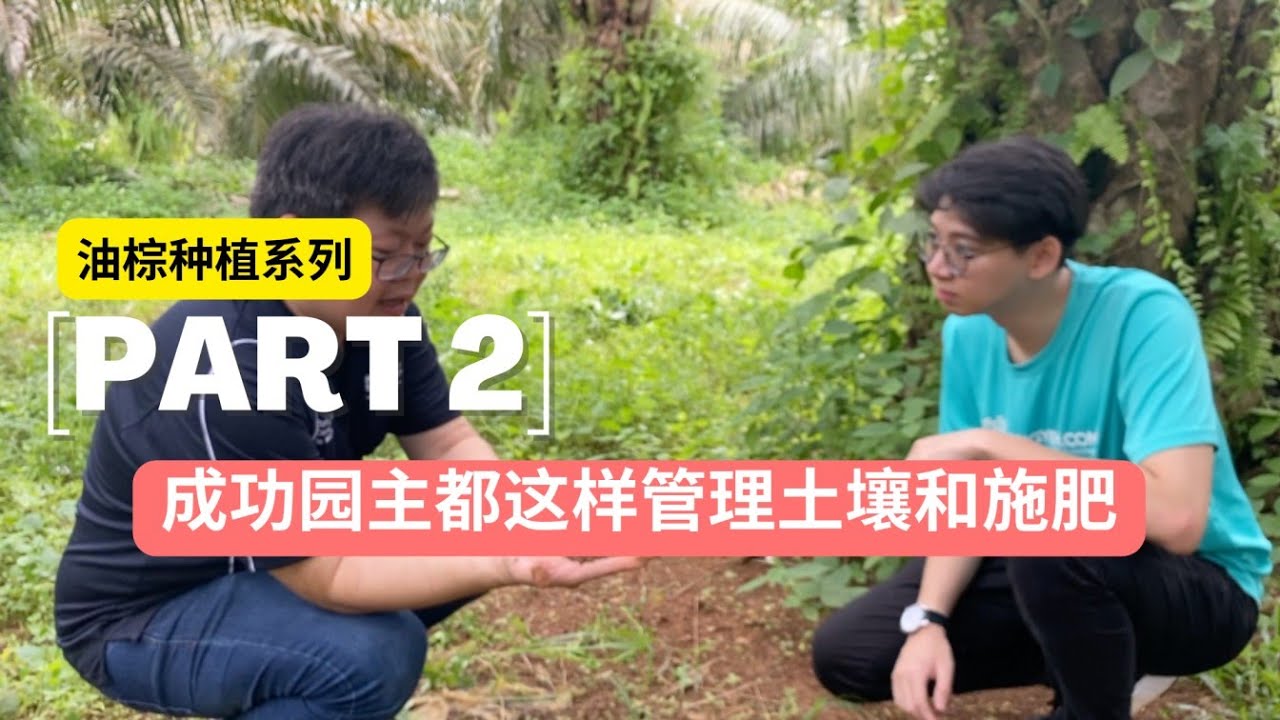 [PART 2] 油棕种植系列 -  成功园主都这样管理土壤和施肥 How Successful Owners Manage Soil & Fertilizer of Oil Palm