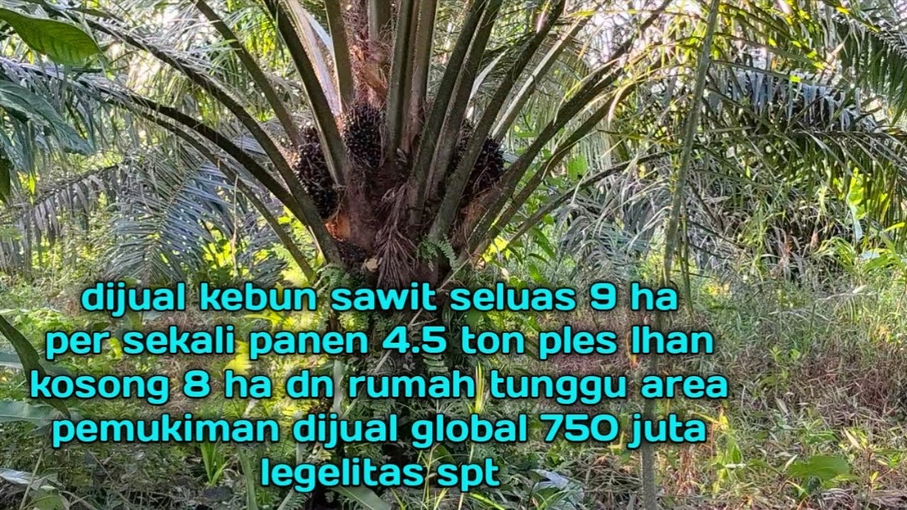 dijual kebun sawit 9 ha ples lhan kosng 8 ha dn rumah tunggu harga global 750 juta