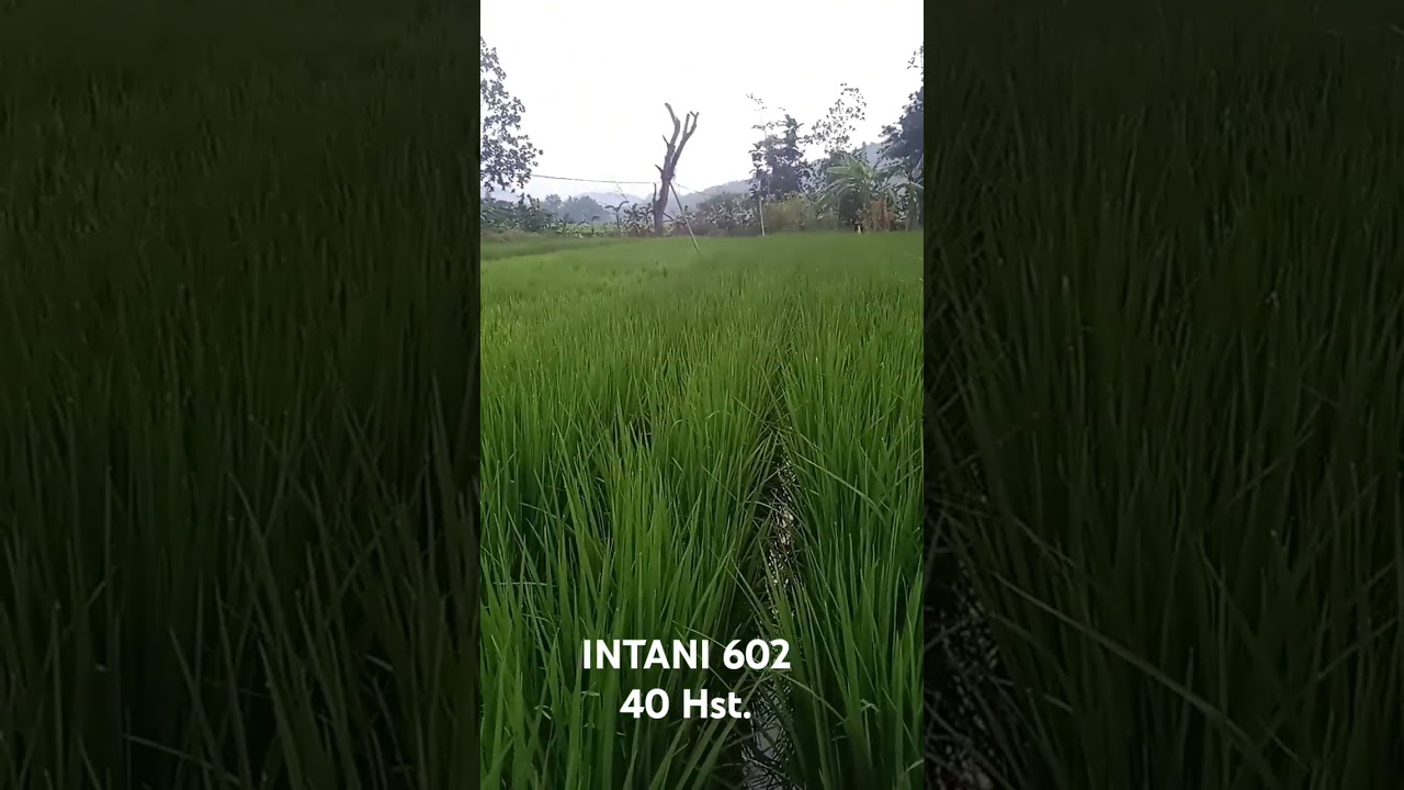 INTANI 602 / SRIDEWI 40 Hst