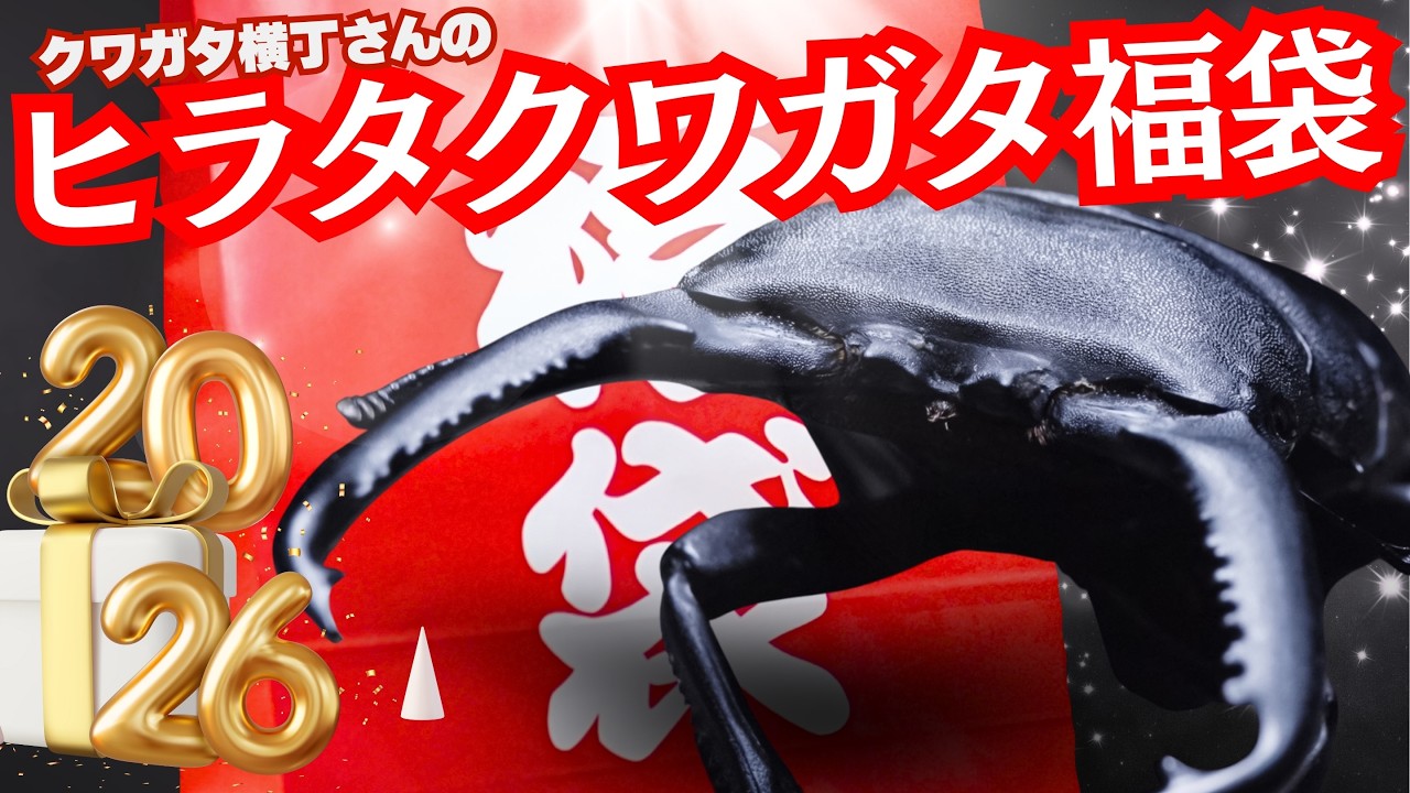 超人気のクワガタ福袋を購入したら、中身が凄かった！クワガタ横丁さんの国産ヒラタクワガタ福袋。