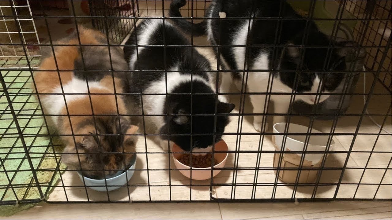 26/02/15 19時　開放中　約4歳5ヶ月 三匹の雌猫　三姉妹　ライブ中