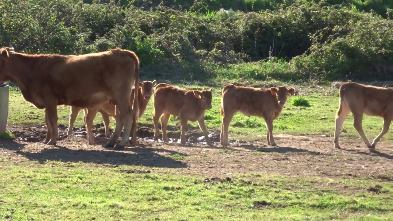 Rota Vicentina (Portugal)(Historical way)(2): Vale Seco  - Cercal do Alenteju