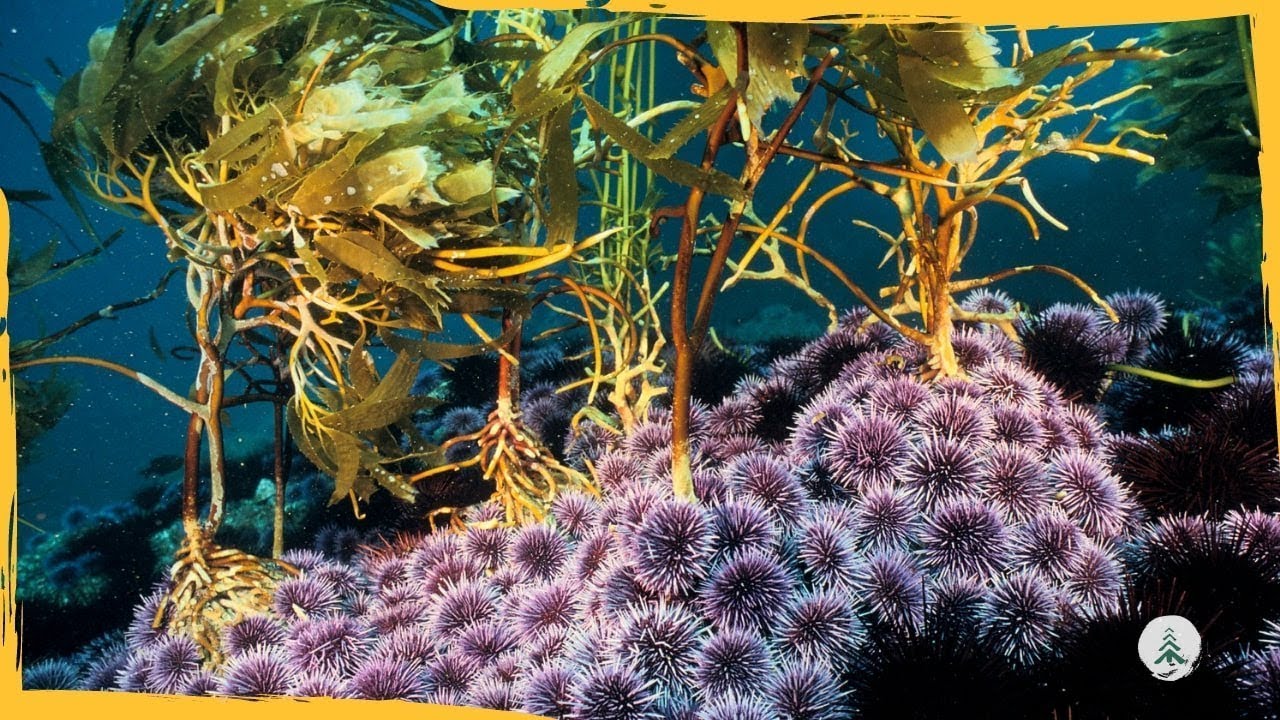 Sea Urchins Are Taking Over the Ocean Floor: Here is Why