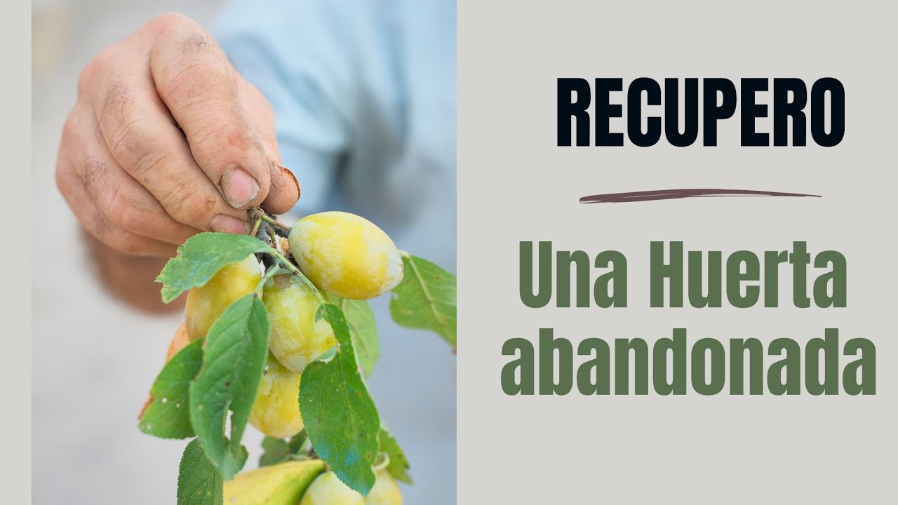 Cómo recuperar una huerta abandonada