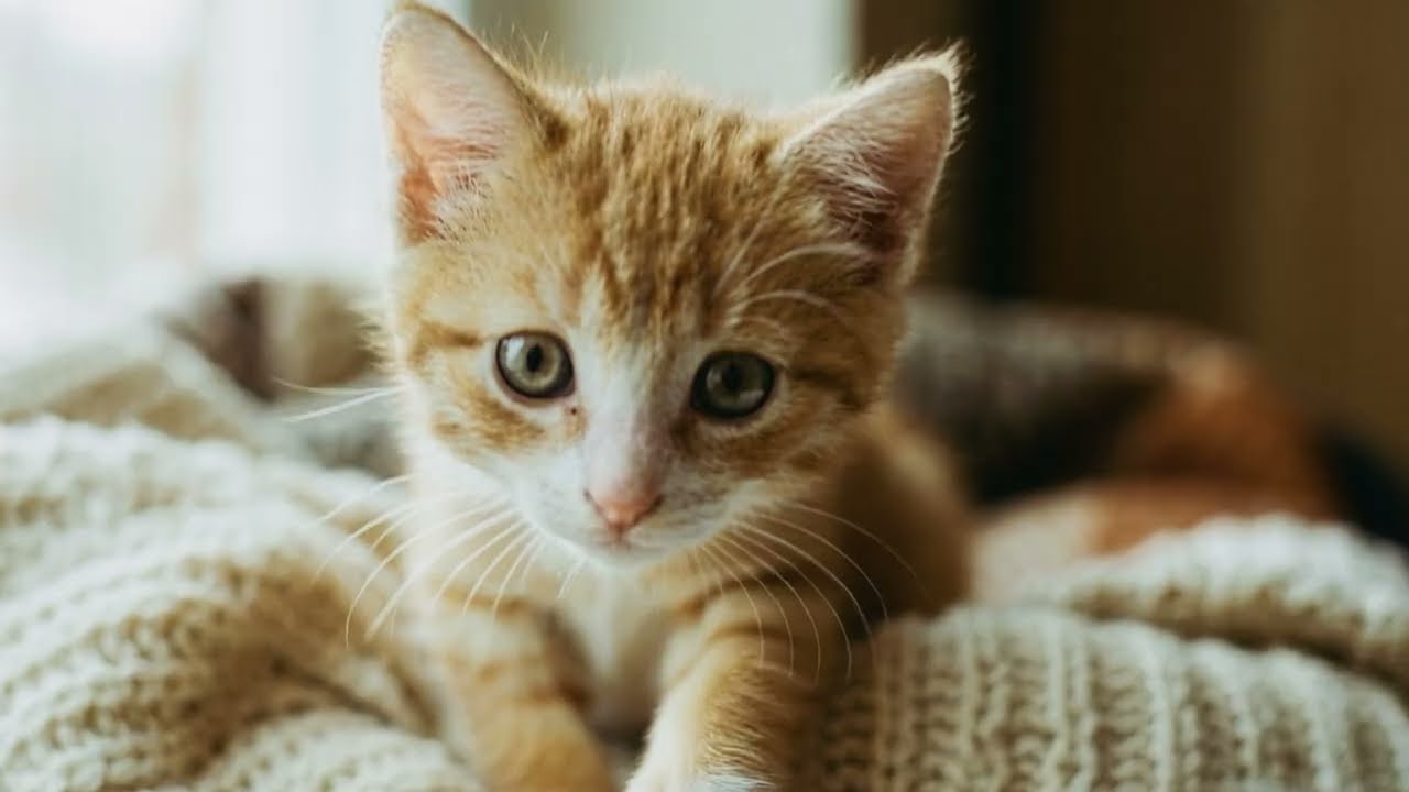 Peaceful Kitten Energy To Soothe Your Day 🤍