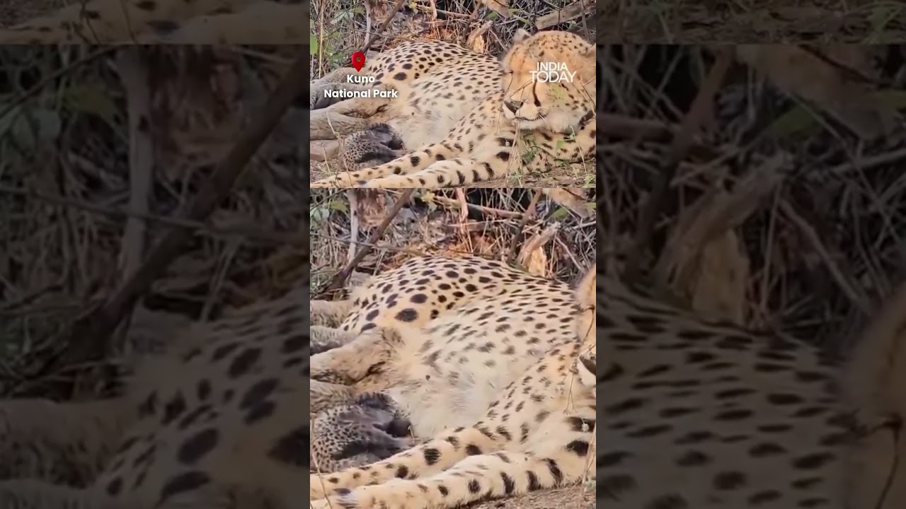 Historic First! Indian-Born Cheetah Mukhi Gives Birth to 5 Cubs at Kuno | Indian Cheetahs