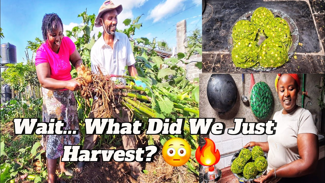Big harvest day 😱 First YACON ever + late VILLAGE DINNER with my FAMILY 🌿🔥