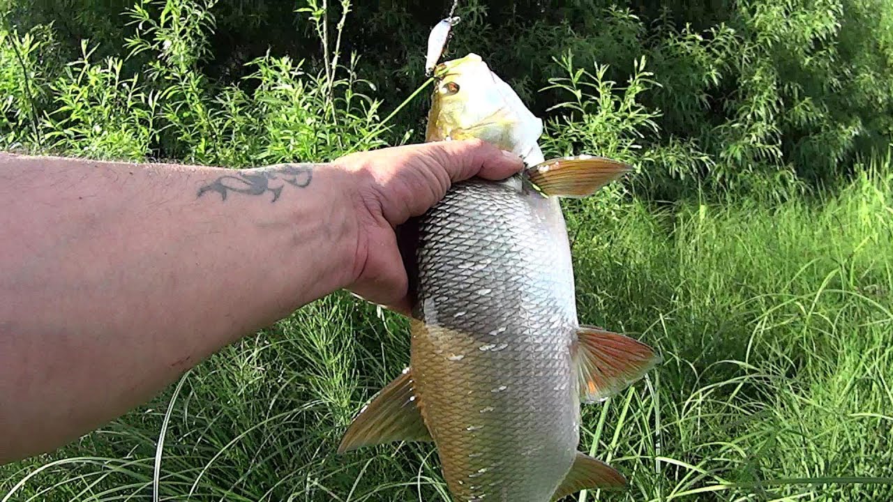 И Снова 56-й  !!! ZipBaits Rigge S-Line в Суровых условиях !