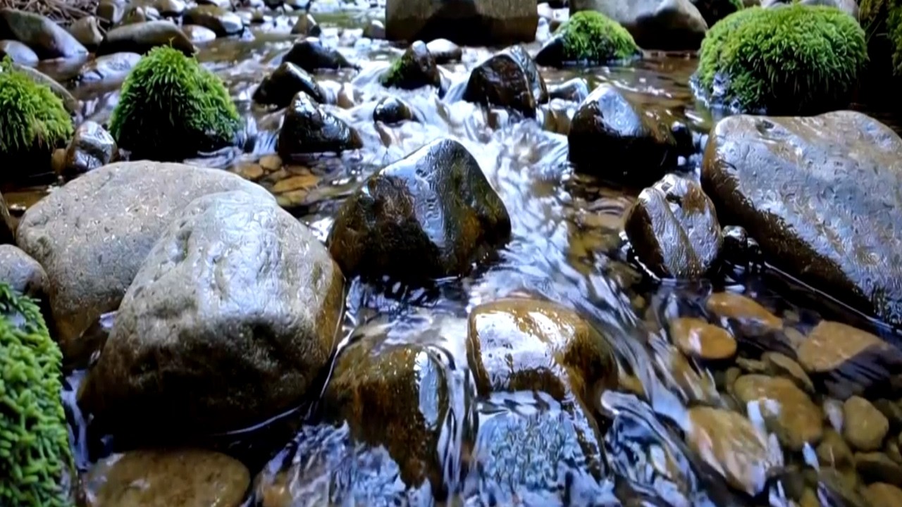 Whispering Forest Stream & Birds (1 Hour) | 속삭이는 숲속 계곡물과 새소리