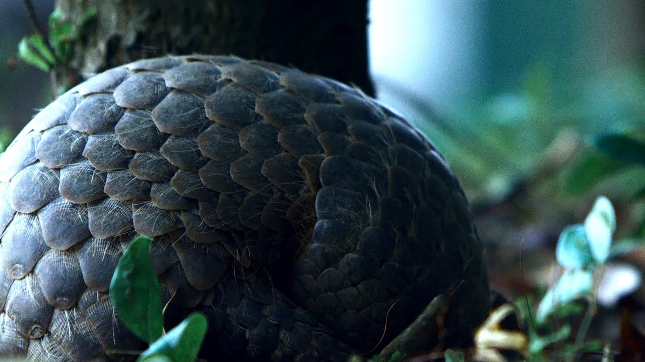 Southern Lingnan series: Chinese Pangolin