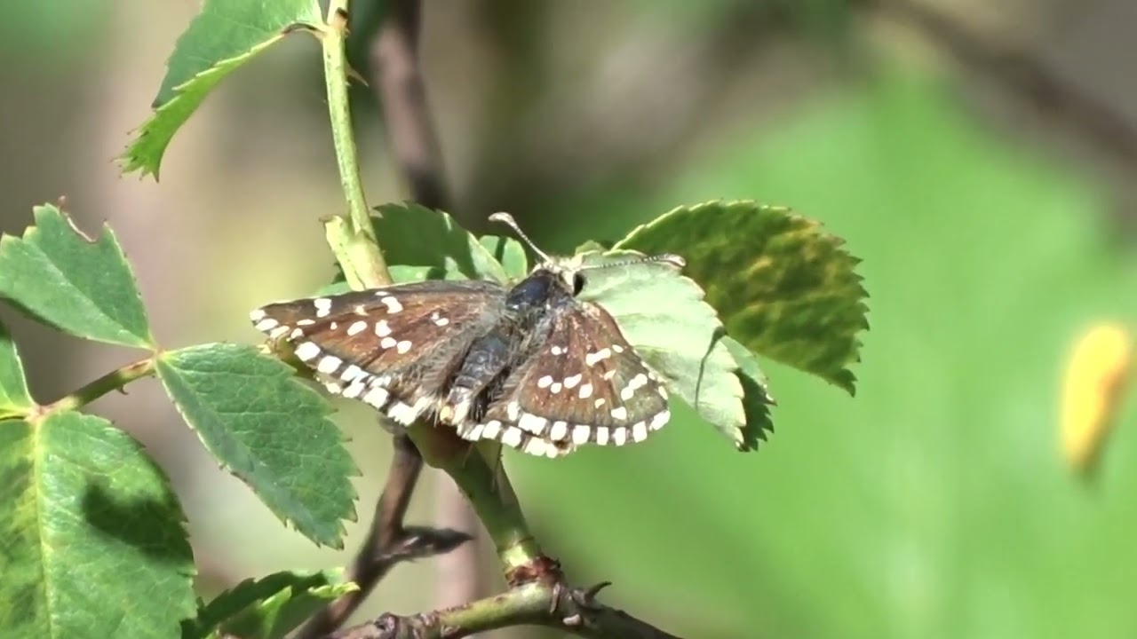 Rosy Grizzled Skipper, near Rivert, Catalonia, 23 June 2024