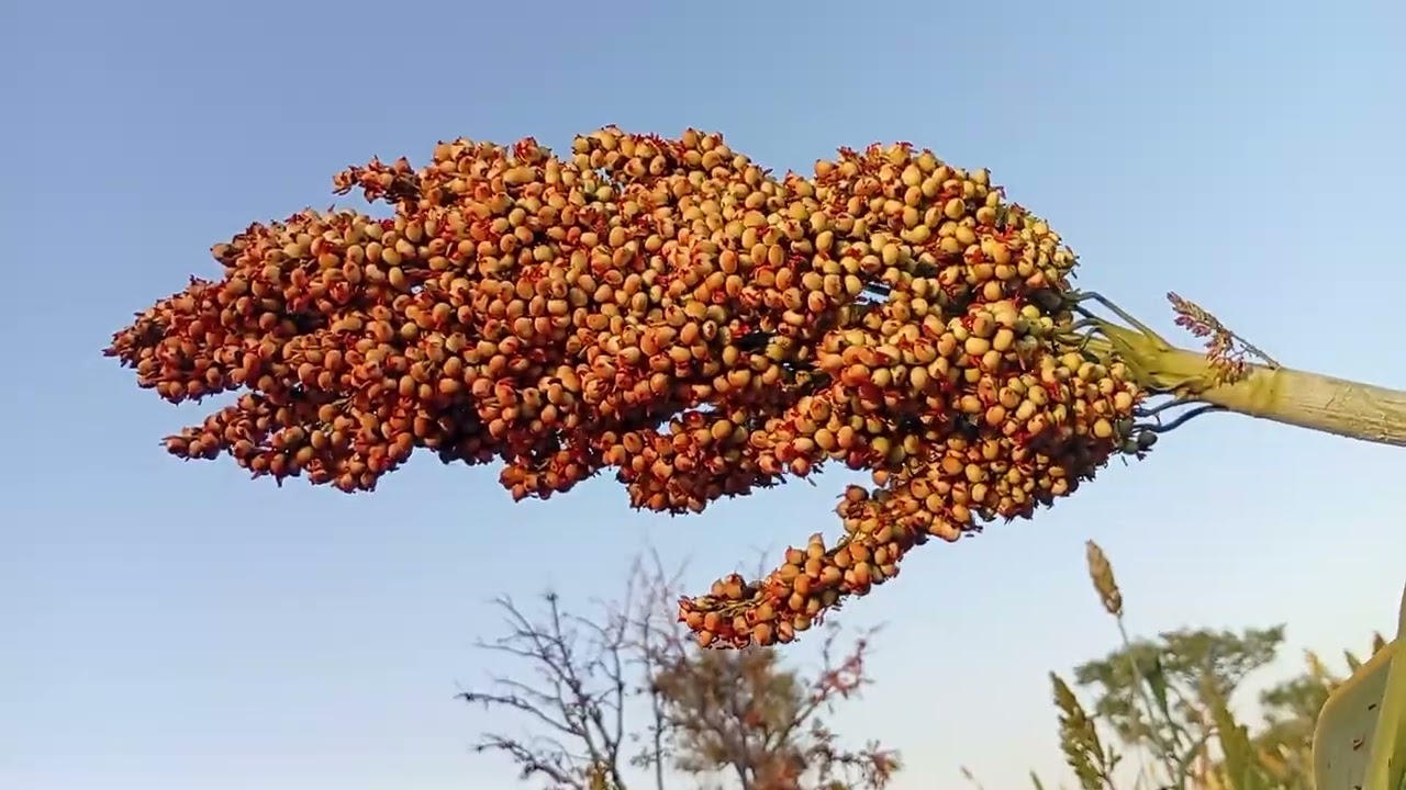 Muun Tanyan (Yielo)