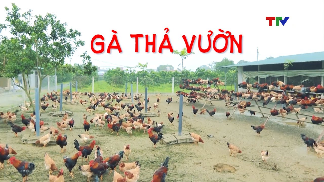 Mô hình nuôi gà thả vườn | PTTH Thanh Hóa
