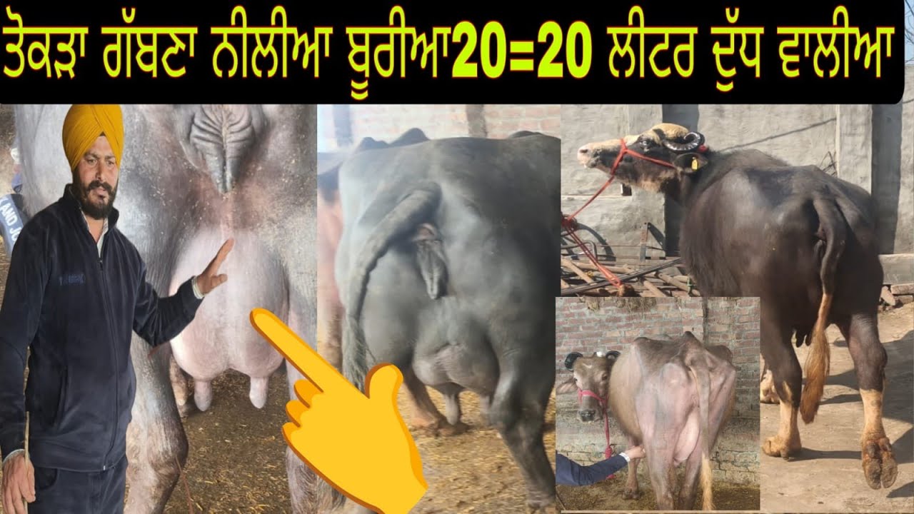 ਫ਼ੋਨ 98032-51618 ਘੱਟੋ ਘੱਟ 40ਪਸ਼ੂ ਵਿਕਾਊ ਘਰੇਲੂ ਤੋਕੜ ਗੱਬਣ ਤਾਜੀਆਂ ਸੂਈਆਂ 40 ਹਜ਼ਾਰ ਤੋਂ ਸ਼ੁਰੂ 