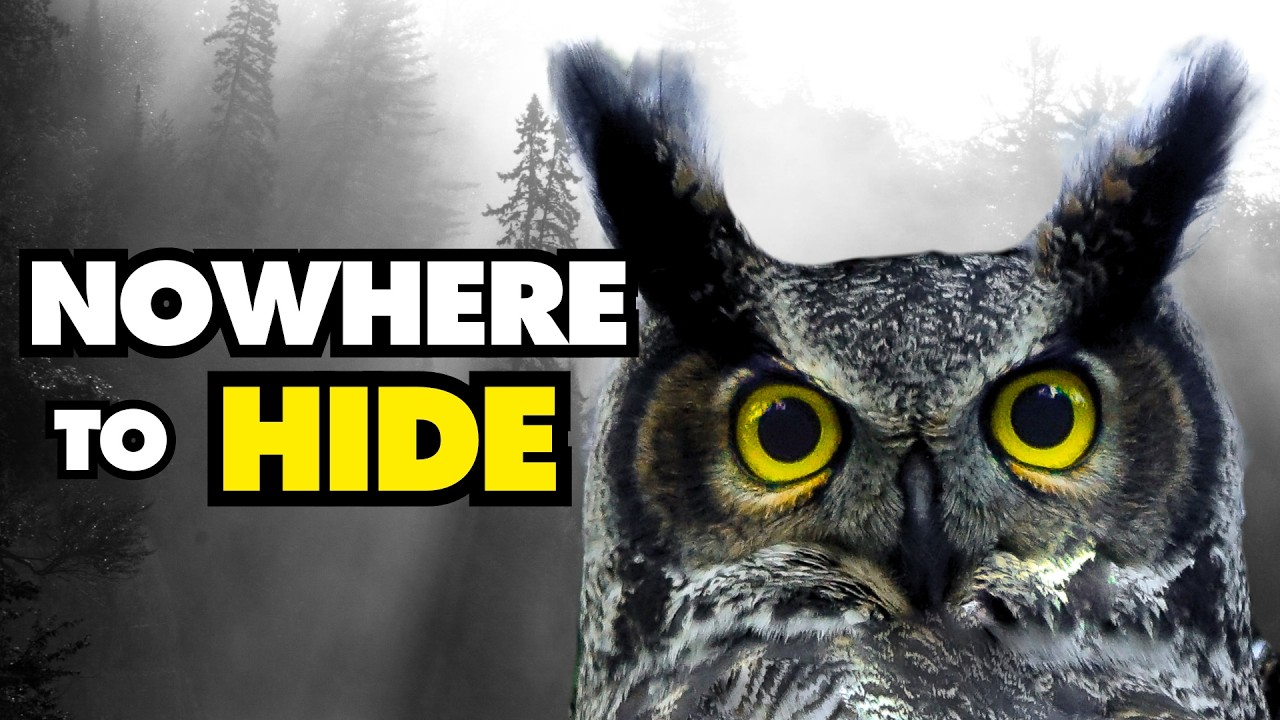 What Makes the Great Horned Owl so Great?