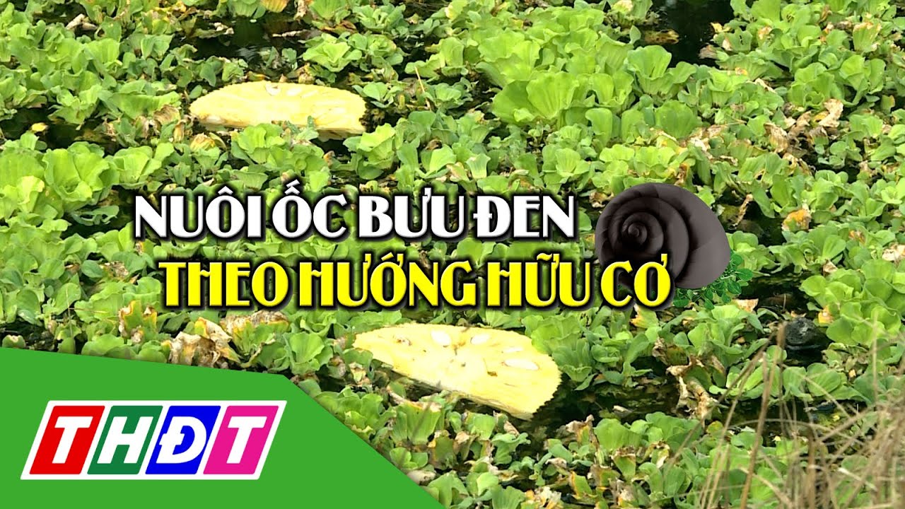 Nuôi ốc bươu đen theo hướng hữu cơ | Thủy sản hội nhập - 1/8/2024 | THDT