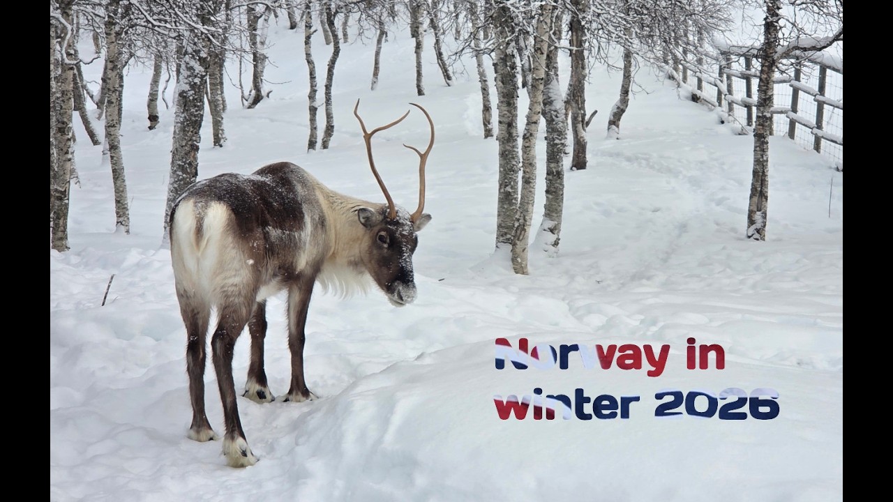 Norway road trip in winter | Part 2 - Andenes, Bleik, Langenes, Nyksund, Polar Park Bardu