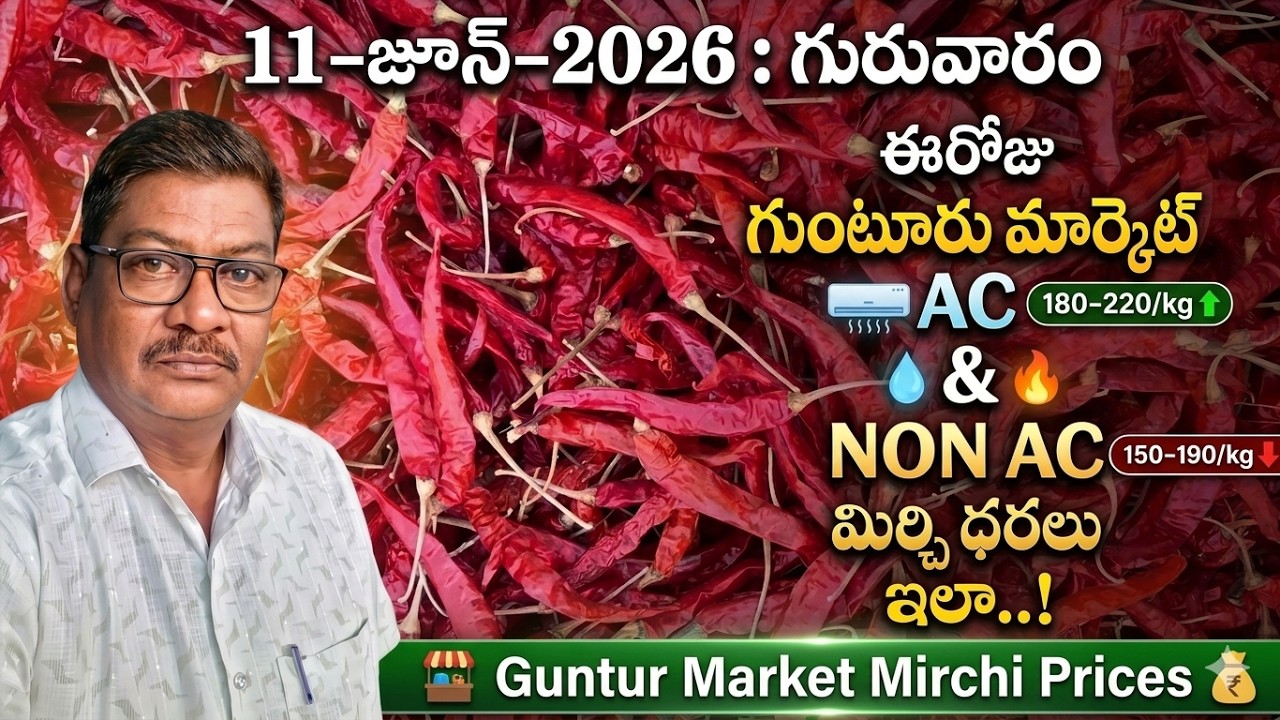 11- JUNE-2026 GUNTUR MARKET MIRCHI RATES|గుంటూరు  మార్కెట్ మిర్చి ధరలు|गुंटूर मार्केट मिर्च  दरलु