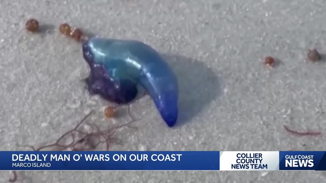 Portuguese man o’ wars spotted on Marco Island