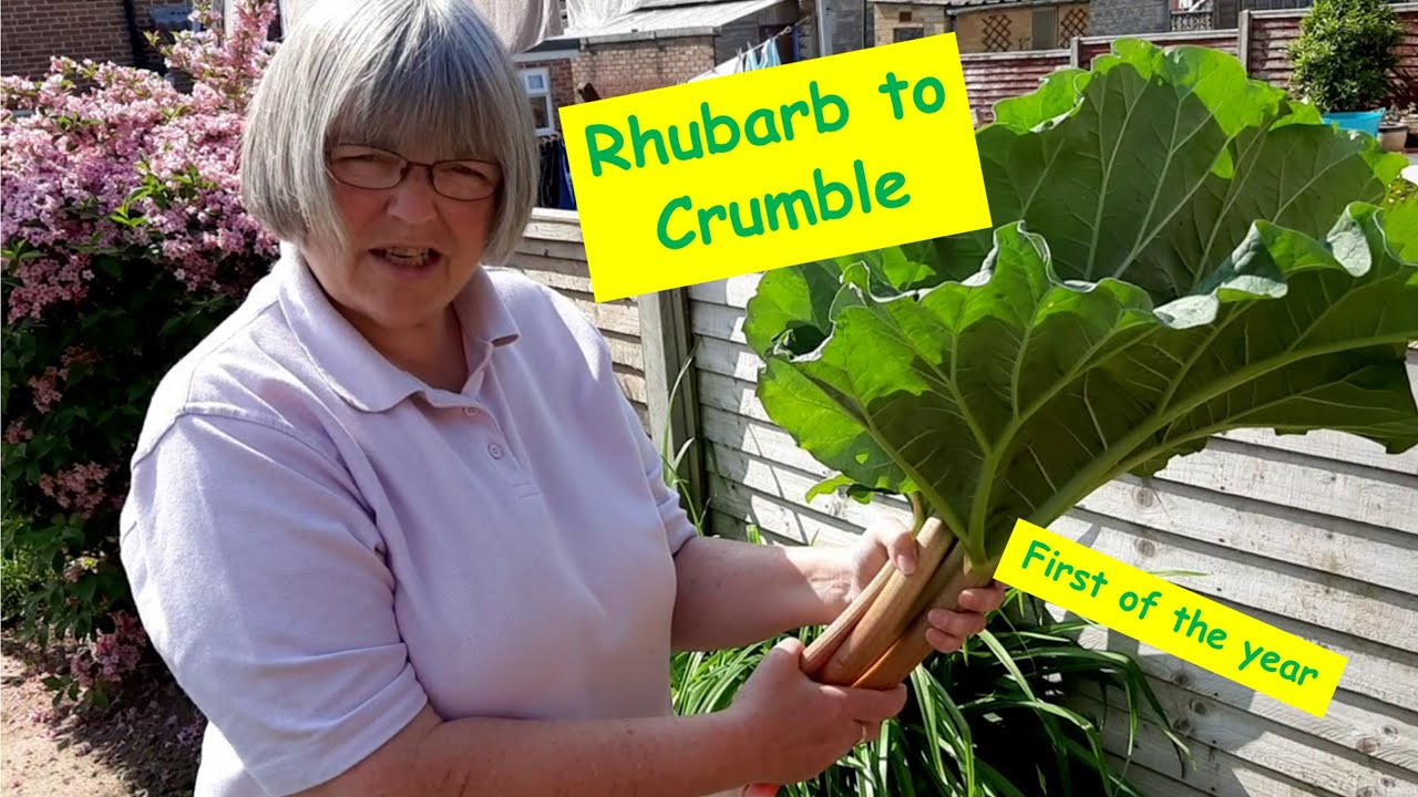 Rhubarb (Victoria) - making a crumble #garden #rhubarb #homecooking #ediblegarden