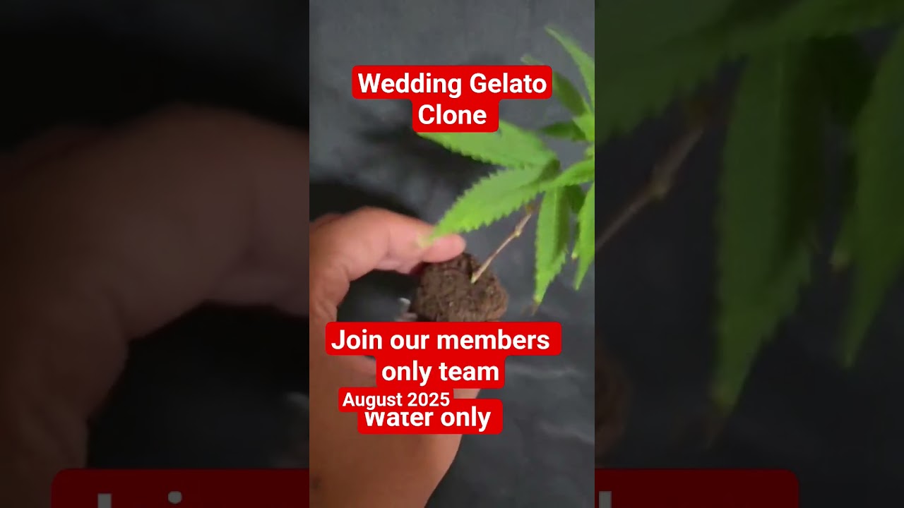 Wedding Gelato clone August 2025 Join our members team