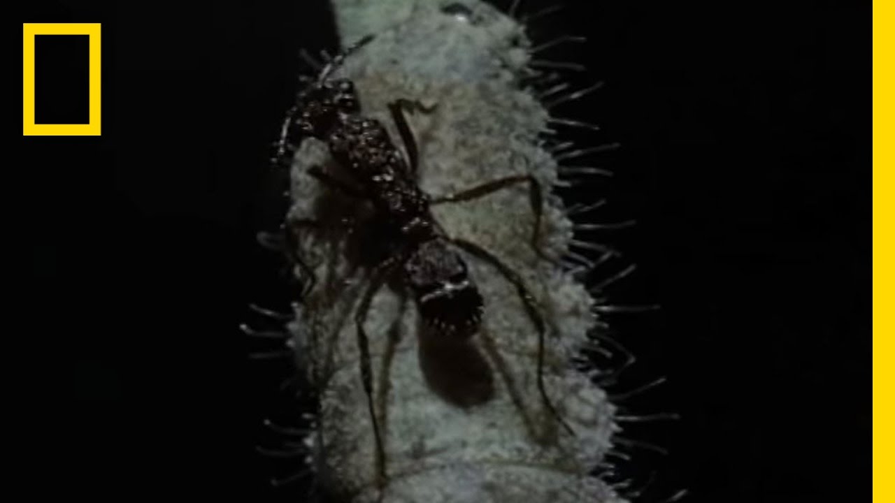Personal Ant Army | National Geographic