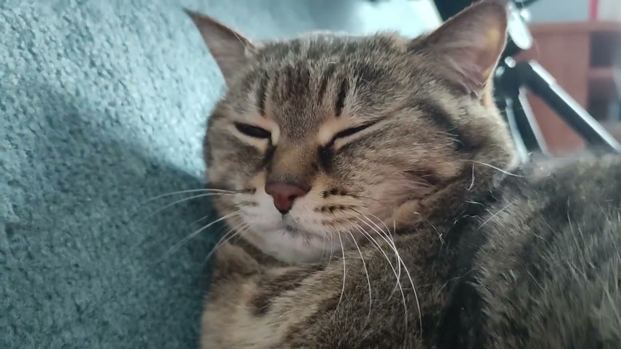 The cat purring and napping