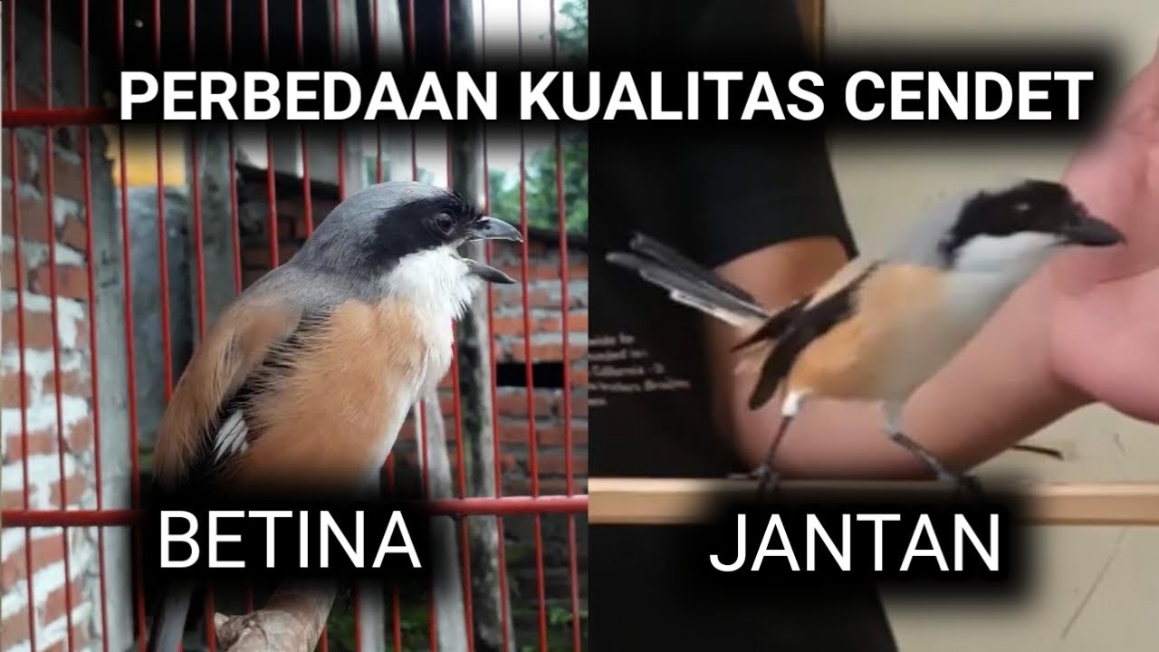 perbedaan kualitas cendet jantan/betina