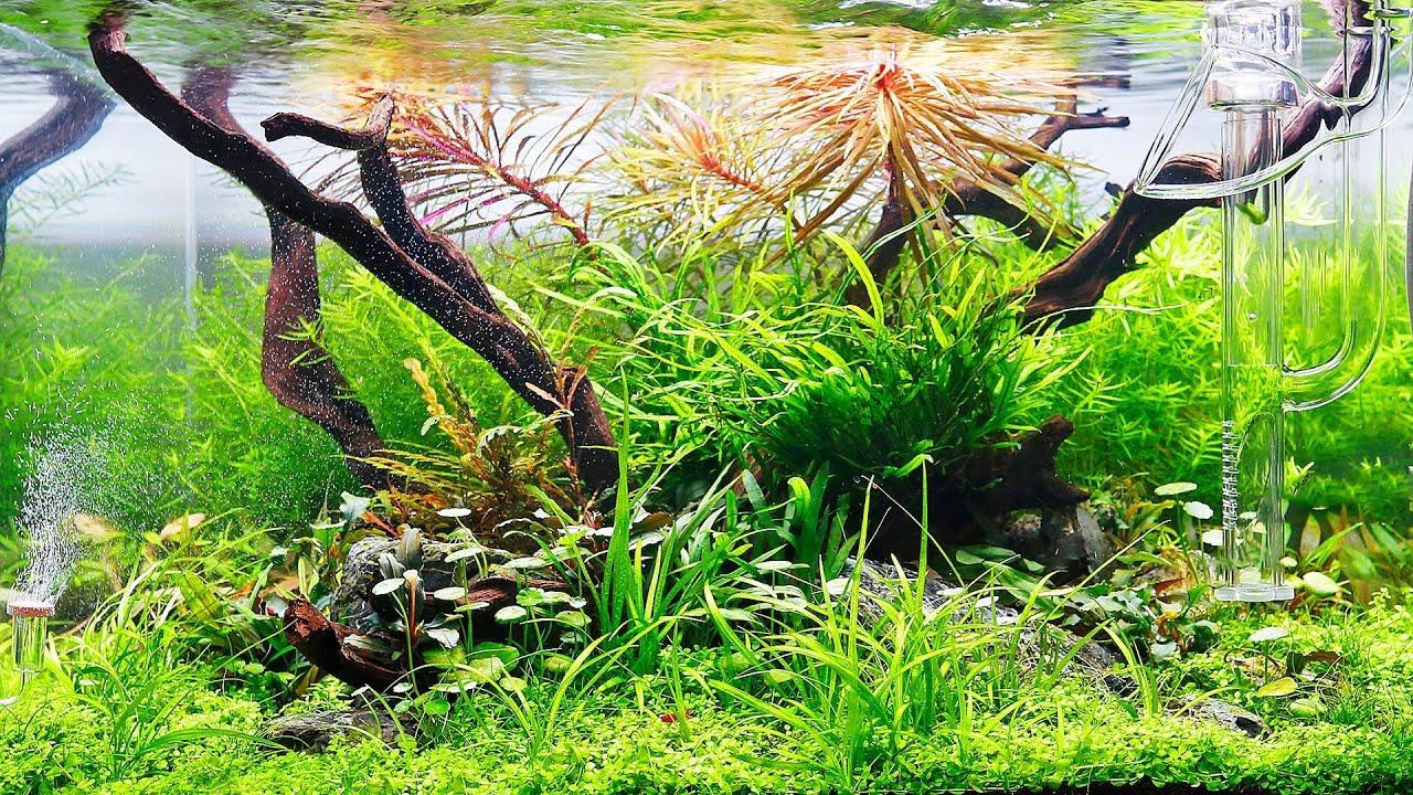 You WILL NOT believe how old this aquascape is!