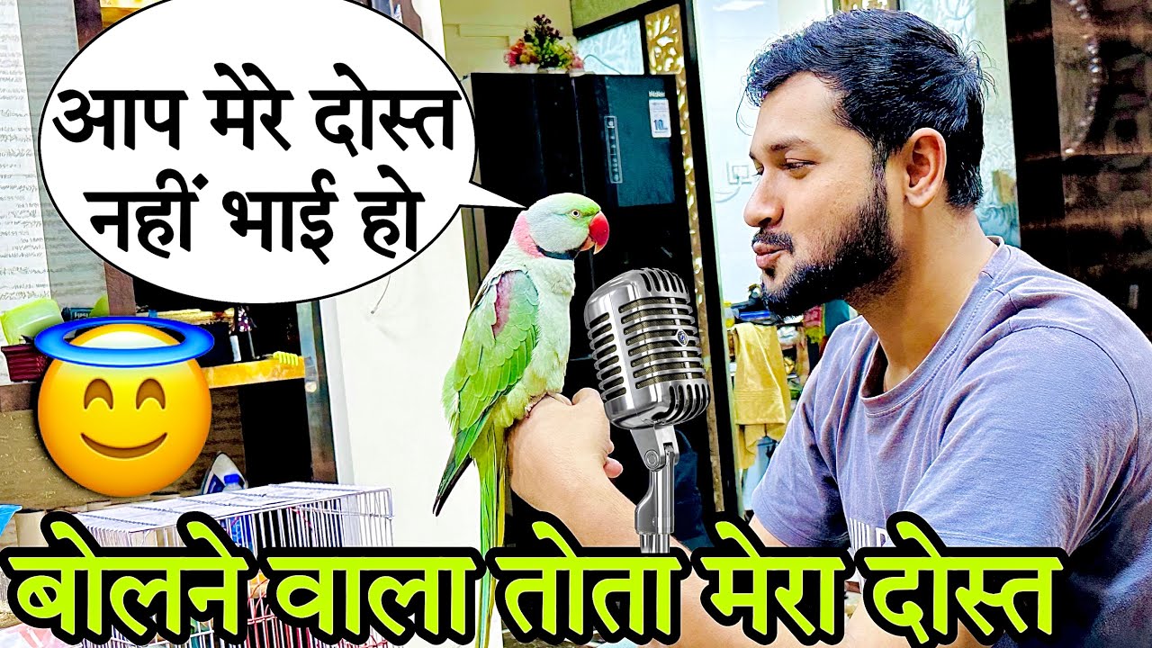 बोलने वाला तोता मेरा दोस्त ❤️ | बोलने वाला तोता #bolnewalatota #talkingparrot #petslover #mitthu