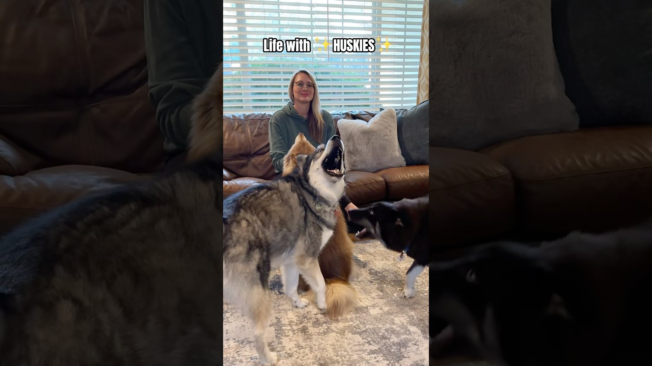 Life With ✨Huskies✨ Without Them Life Would Be Boring 🤣 #huskies #dogshorts #funny #dogs #dogmom