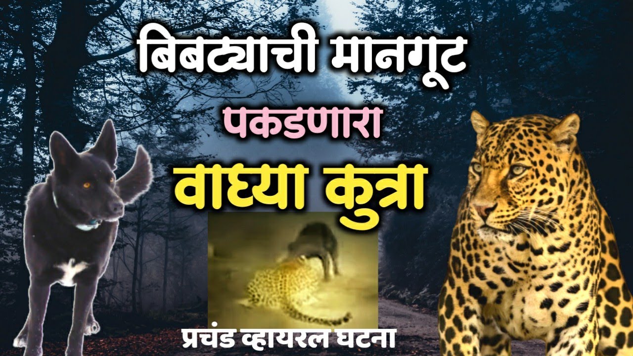 वाघ्या कुत्रा बिबट्याला खतरा | vaghya dog is a threat to the leopard