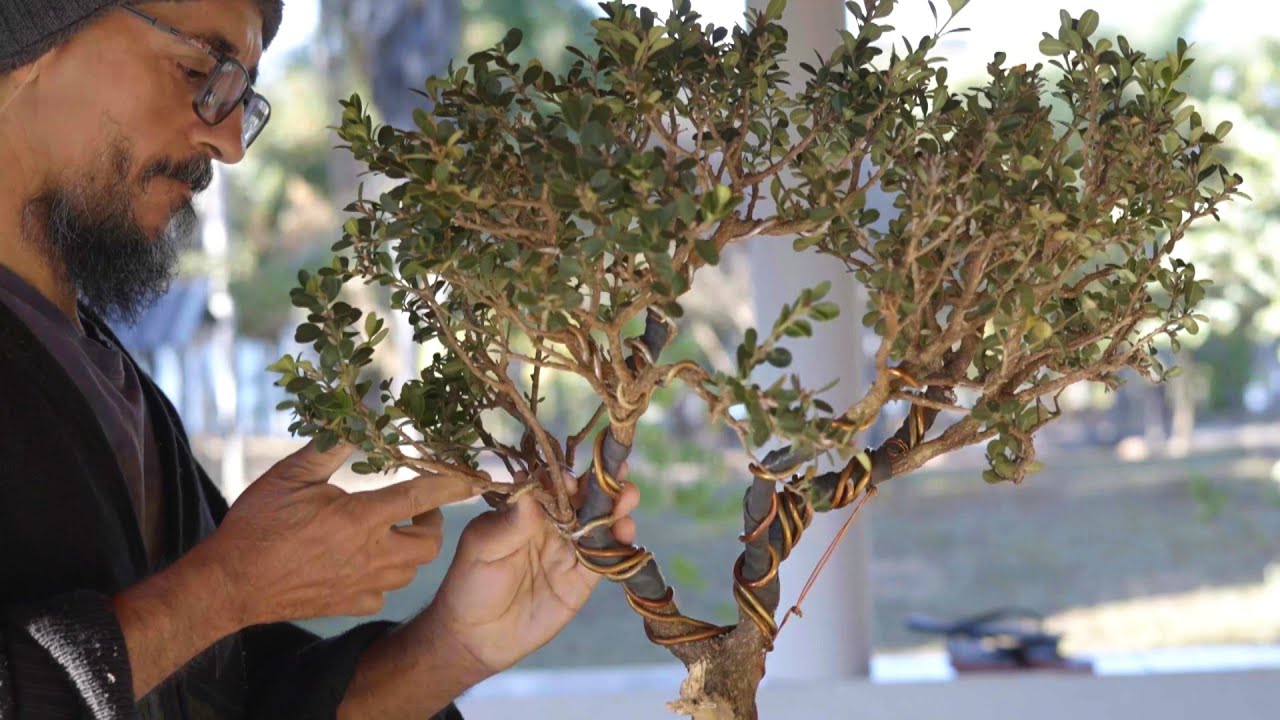 Começando um Bonsai com Buxinho de viveiro (Novas plantas )