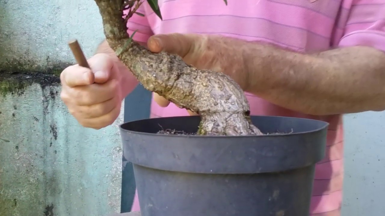 Poda Radical de Ficus