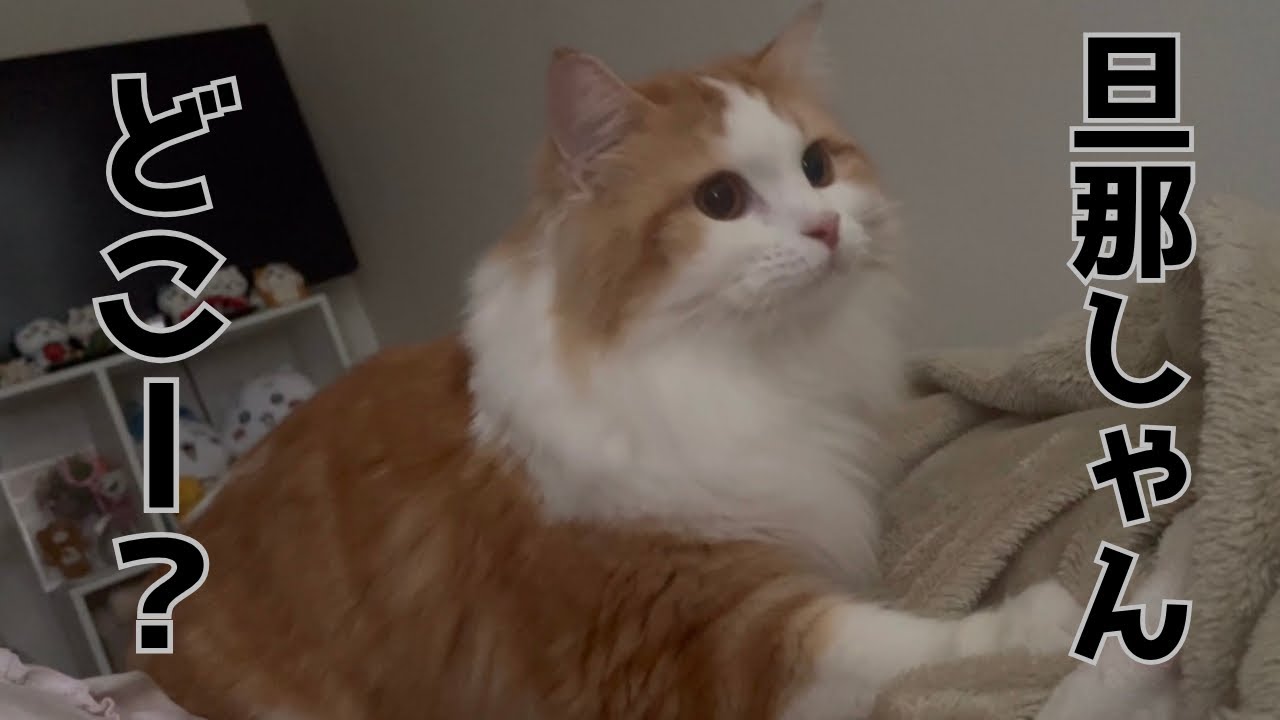 入院中の旦那さんを探す猫