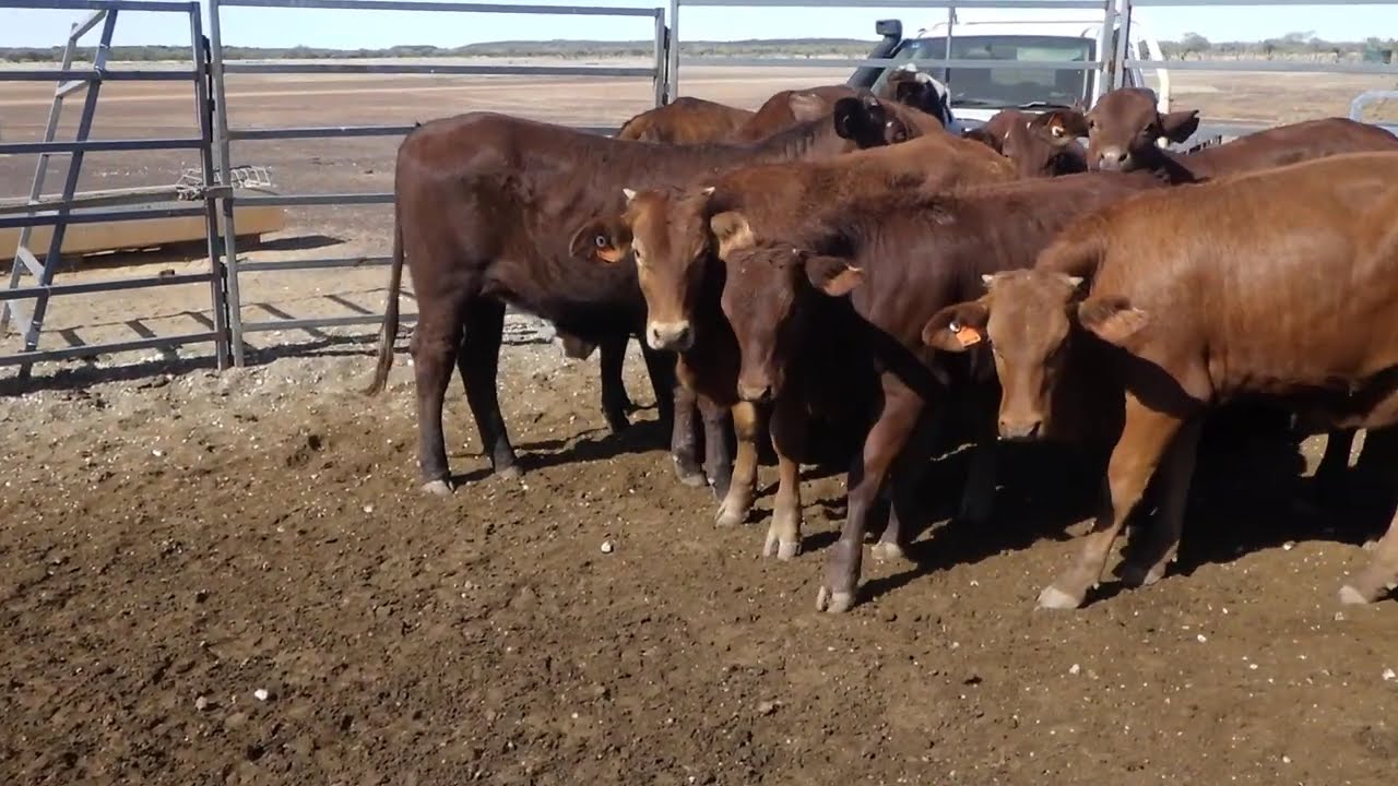 38 SANDILA BACKGROUNDER HEIFERS. DELIVERED WINTON. AV 310.3KG CURFEWED